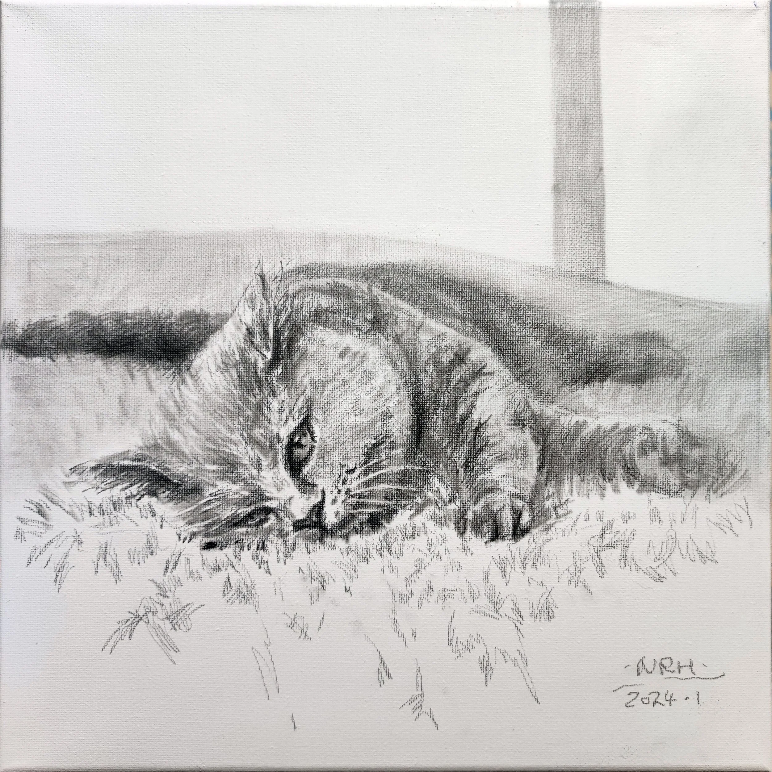 cat | Narenhua